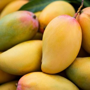 Mango Fruits