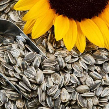 Sunflower seeds
