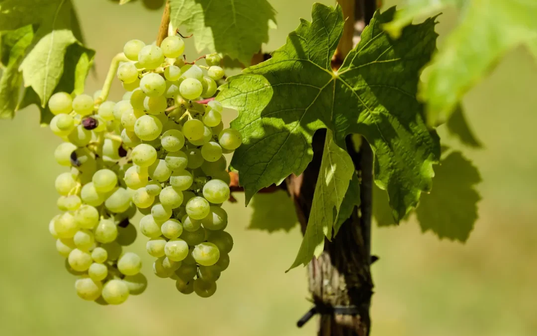 Sustainable Farming Practices: How We Grow for the Future